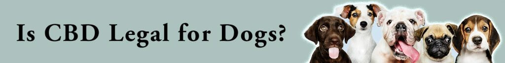 Is CBD Legal for Dogs?