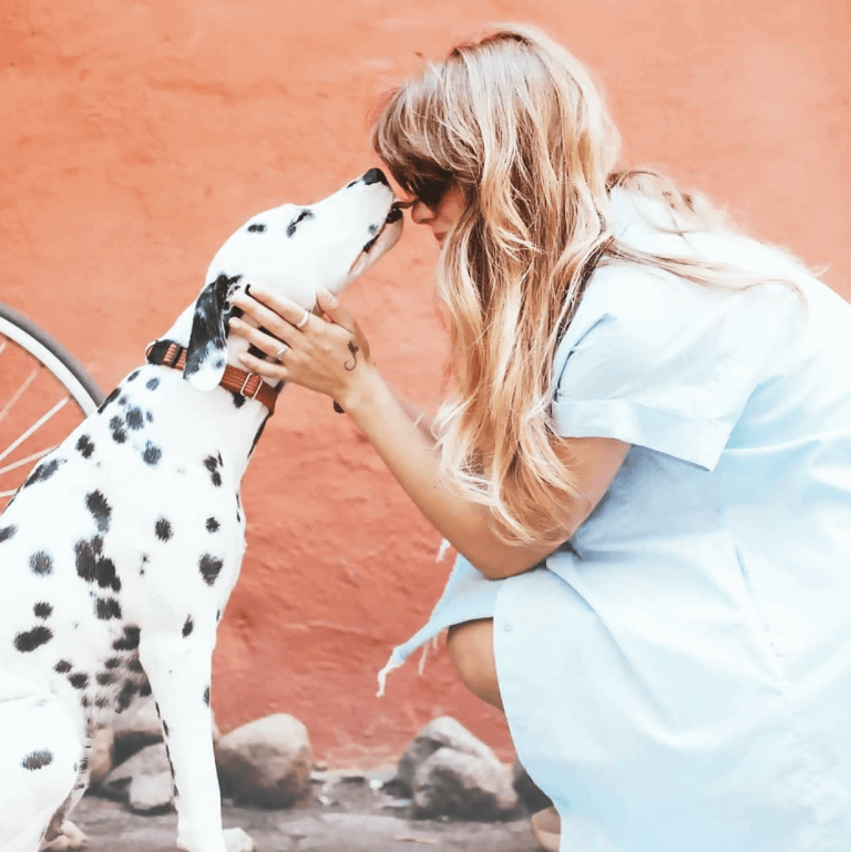 affectionate dalmation