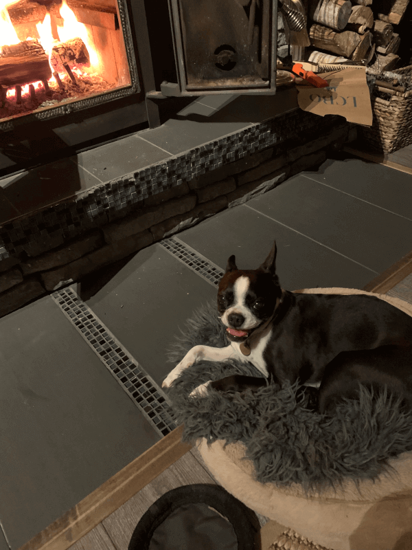 Rosie the Boston Terrier by the fire.