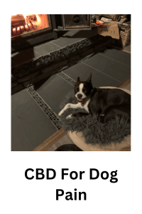 CBD for dog pain