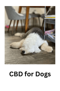 CBD for dogs