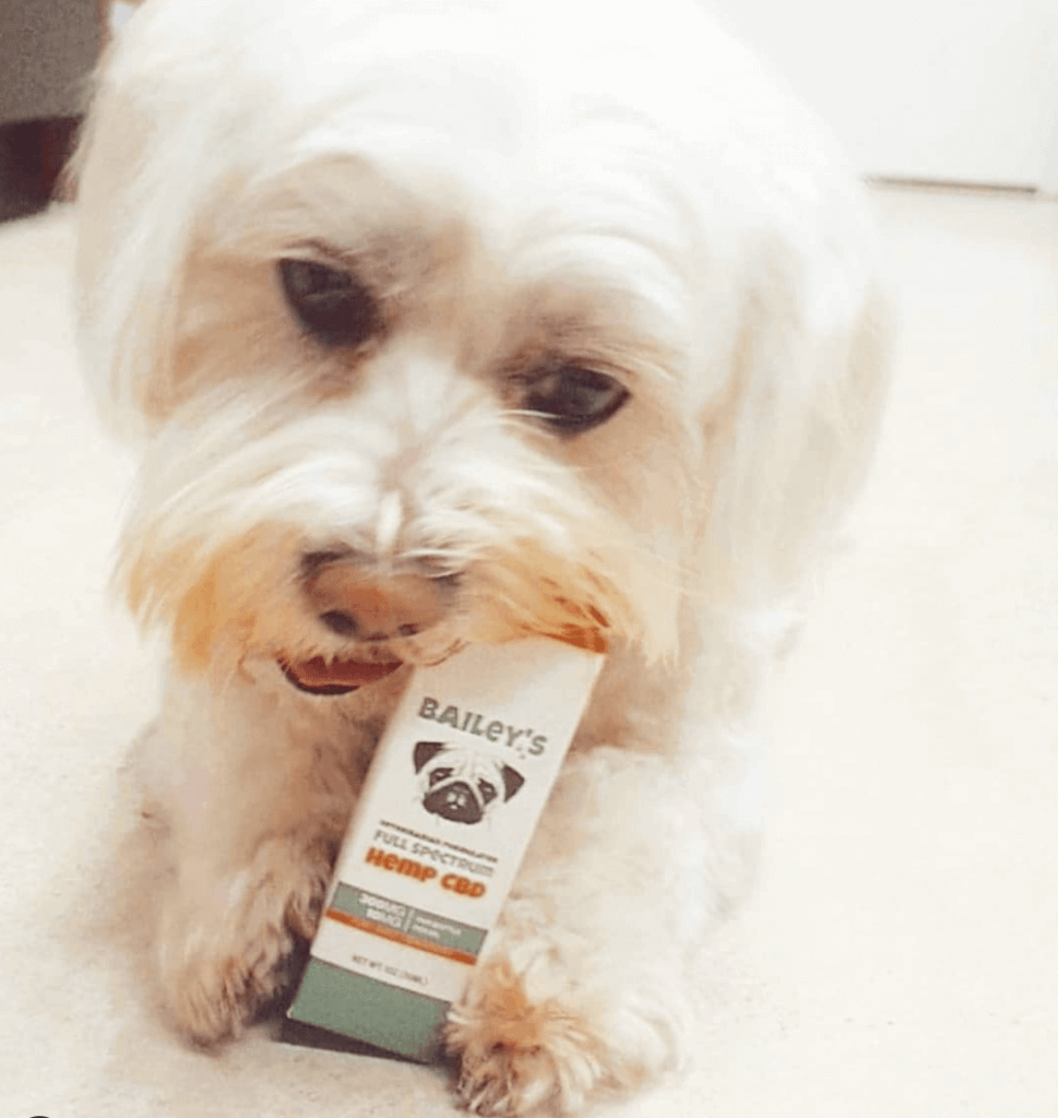 cute dog with baileys product