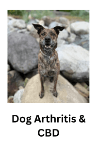 Dog arthritis and CBD