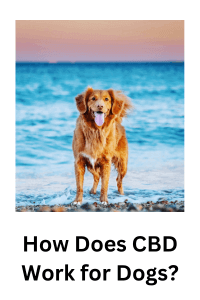 How does CBD work for dogs?