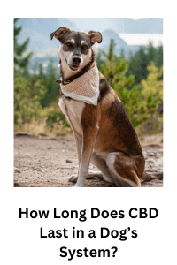 How long does CBD last in a dog's system?