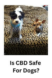 Is CBD safe for dogs?