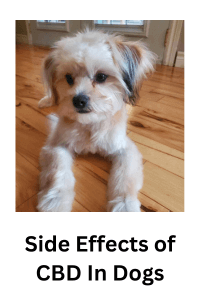 Side effects of CBD in dogs