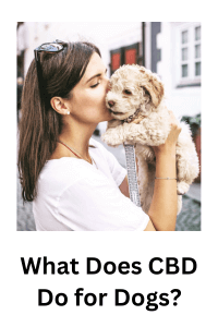 What does CBD do for dogs?