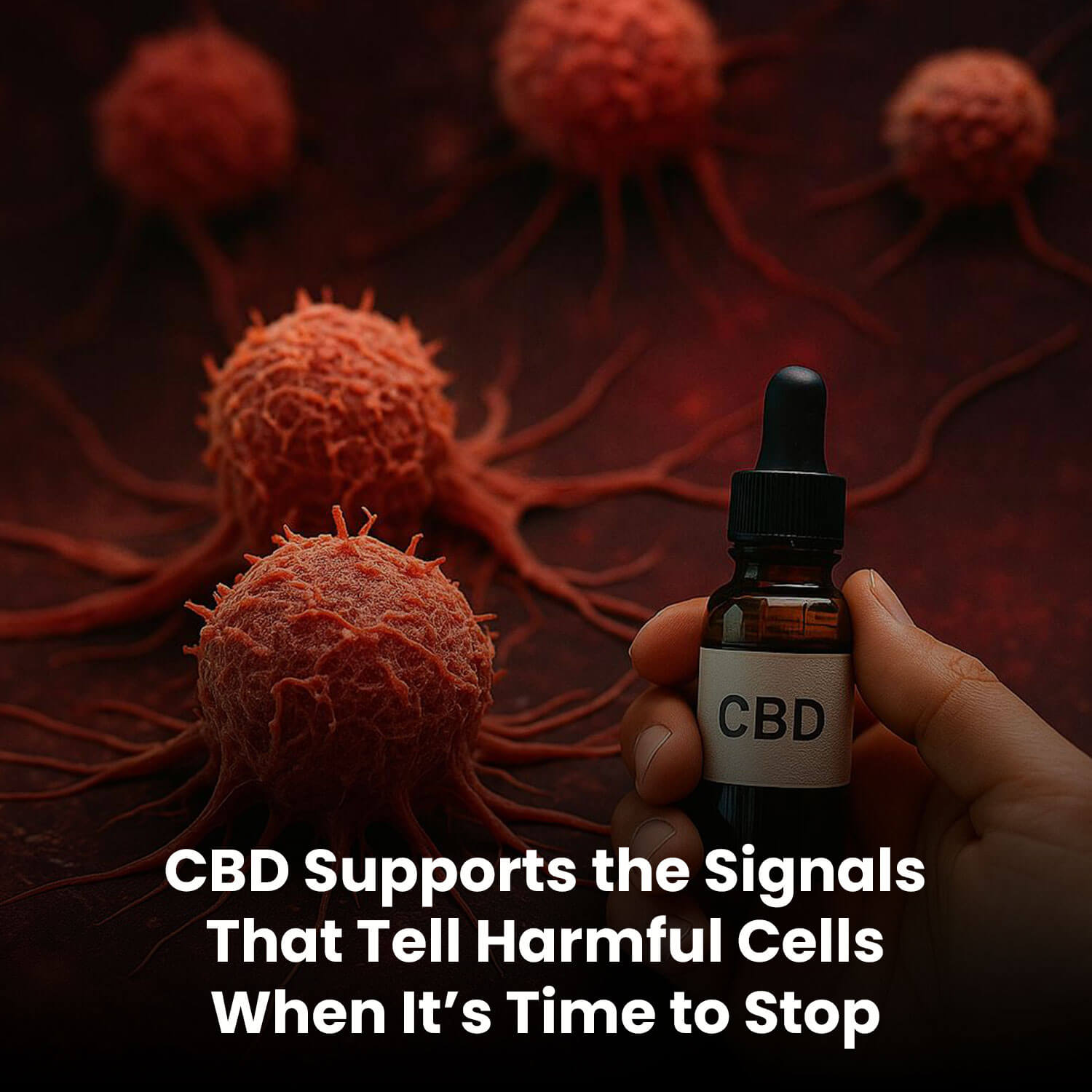 CBD Supports the Signals That Tell Harmful Cells When It’s Time to Stop