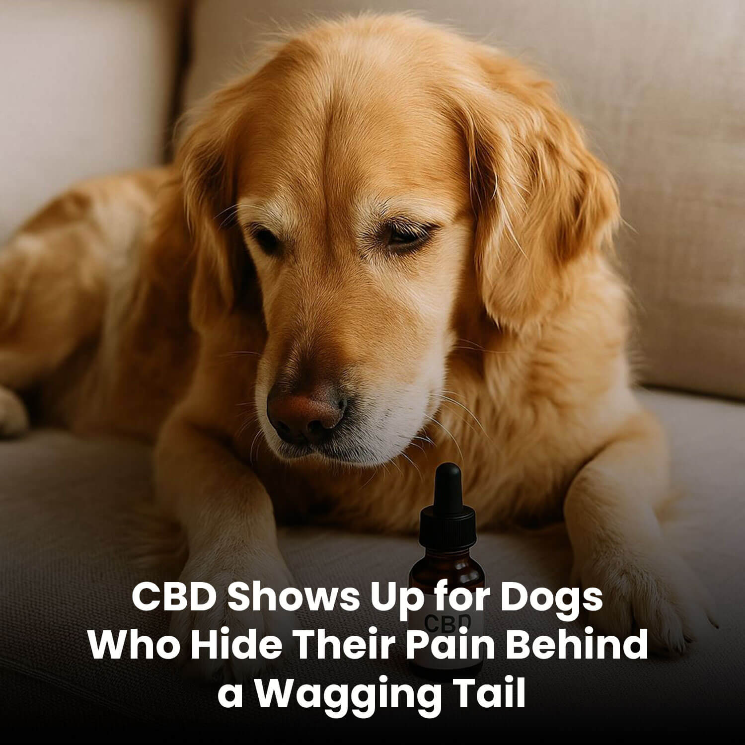 CBD Shows Up for Dogs Who Hide Their Pain Behind a Wagging Tail