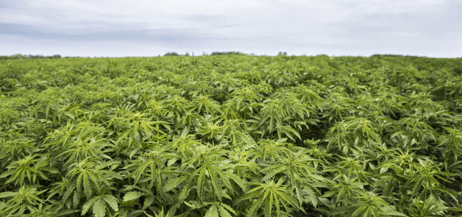 Quality Hemp Farming: From Seed to Shelf