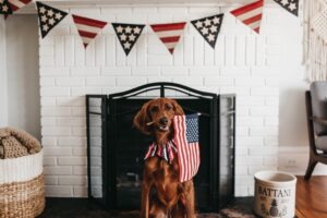 Keep Your Dog Calm this Fourth of July
