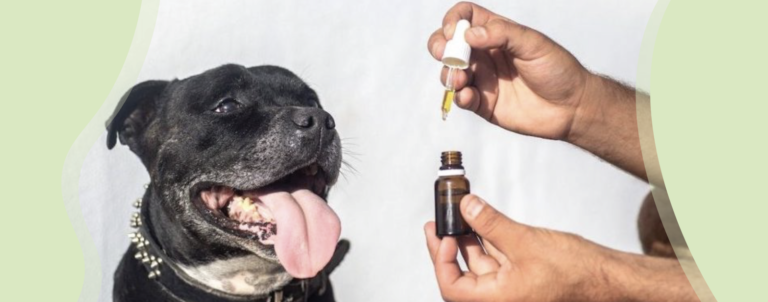 3 Ways CBD Can Help Your Dog